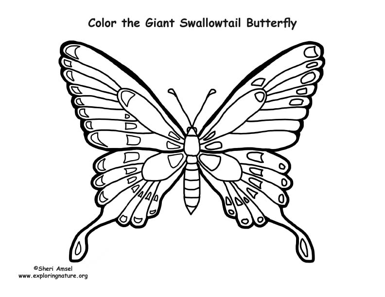 Butterfly Giant Swallowtail Coloring Page